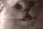 cat-excited.gif