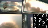 an-attempt-to-identify-the-specimens-in-the-jason-x-lab-v0-72awr5szbt1a1.webp