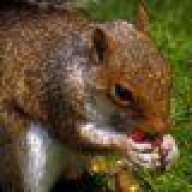 Mr. Squirrel